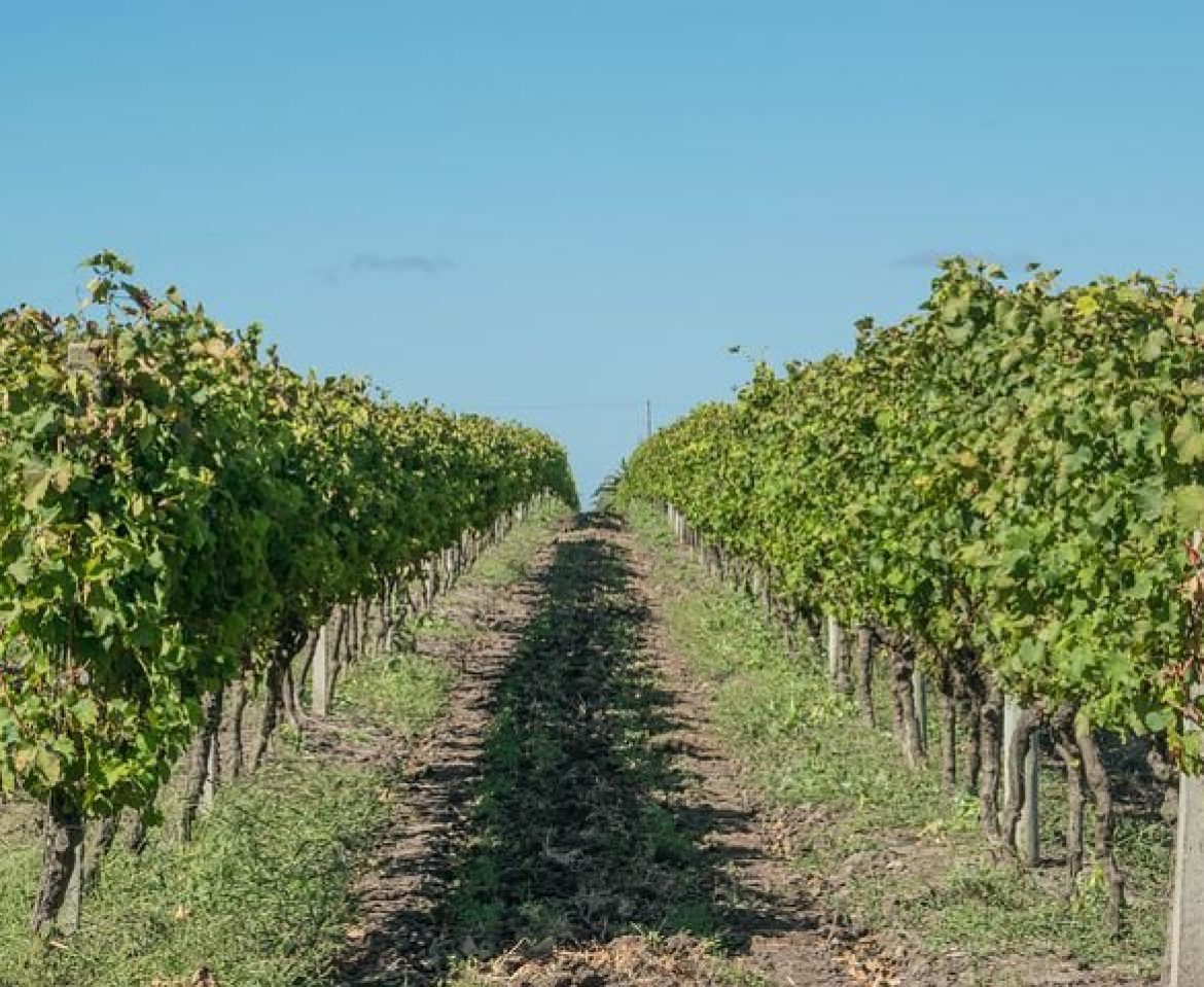 Traductions de vins pour le secteur vitivinicole: agence ou freelance ?