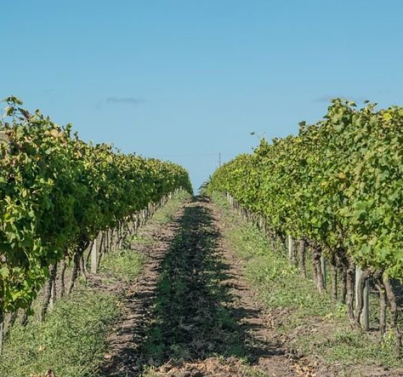 Traductions de vins pour le secteur vitivinicole: agence ou freelance ?