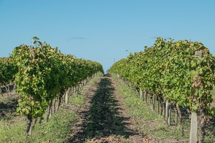 Traductions de vins pour le secteur vitivinicole: agence ou freelance ?