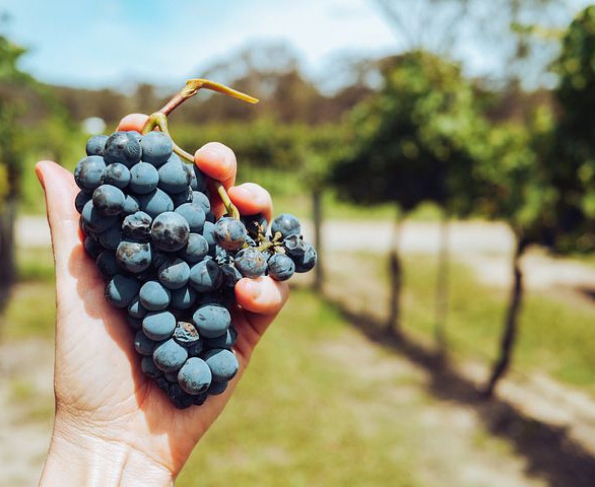 Cosa abbiamo tradotto nel settore vinicolo?