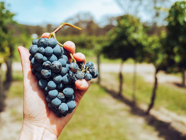 Qu’avons-nous traduit dans le secteur du vin?