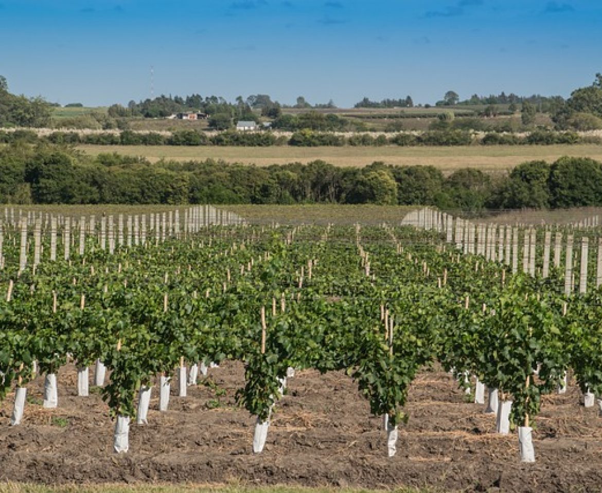 Le “annate traduttive” di una azienda vinicola