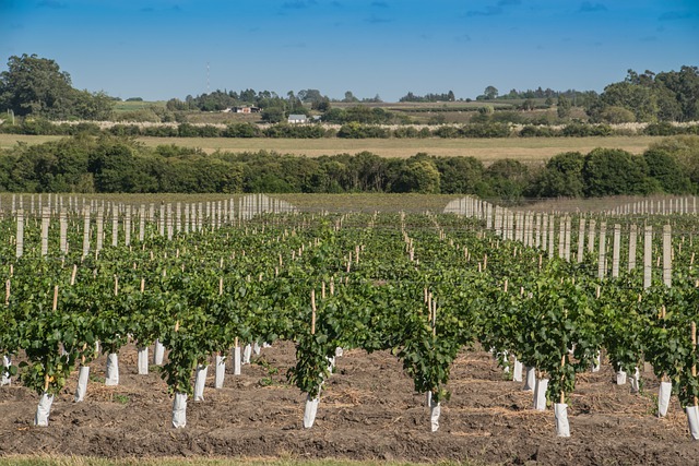 Le “annate traduttive” di una azienda vinicola